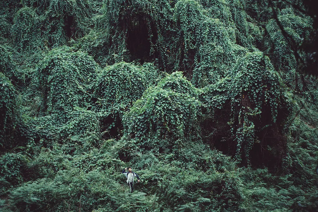 我除了接受0.9%的排片，还能怎么做？