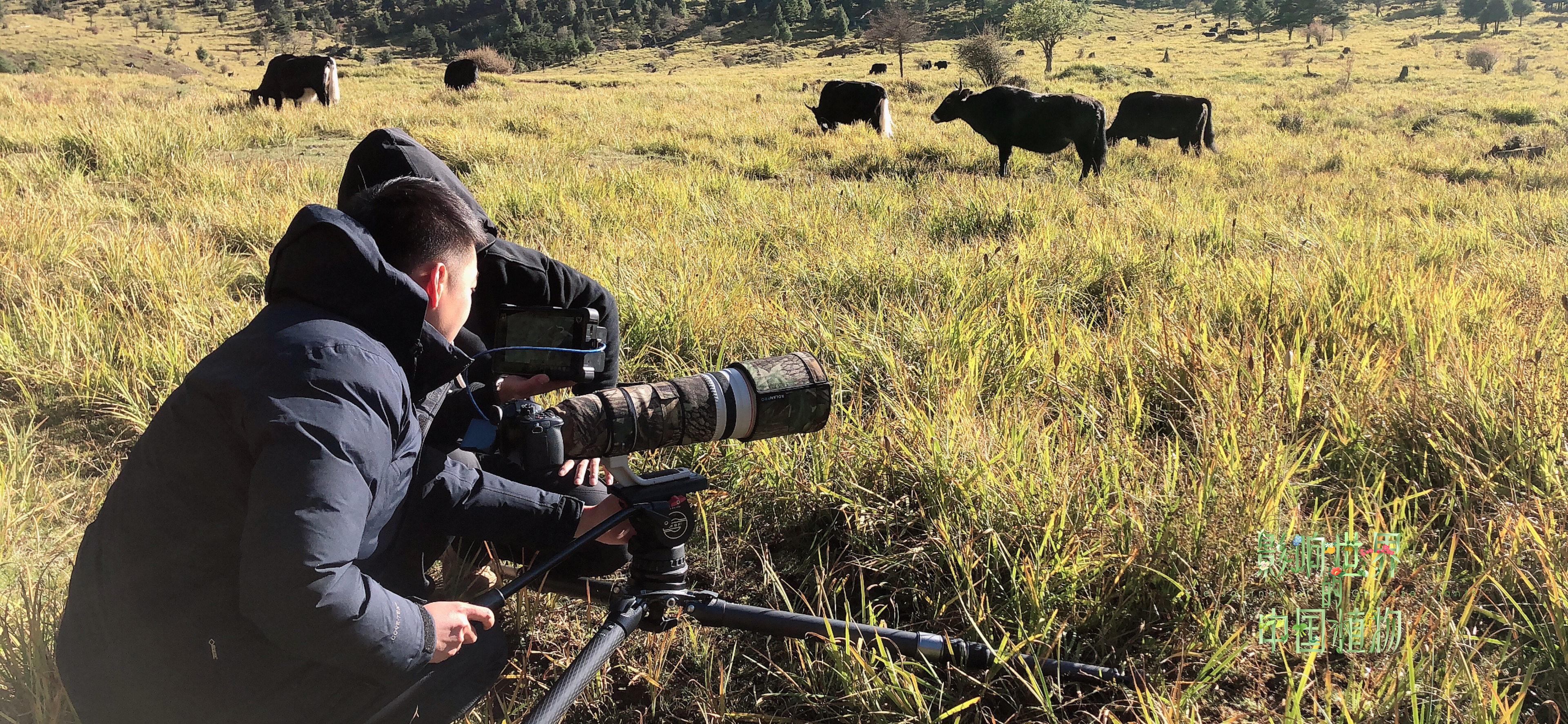 无人区拍摄4k纪录片这是影响世界的中国植物第一集设备清单