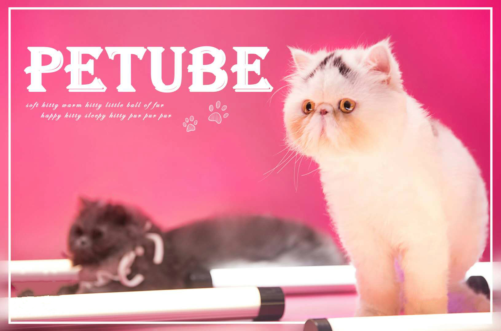 1af3eed3d16b5744aa36cc361c4d3eba